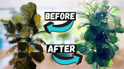 HOW TO FIX a LEGGY Fiddle Leaf Fig A Complete Guide