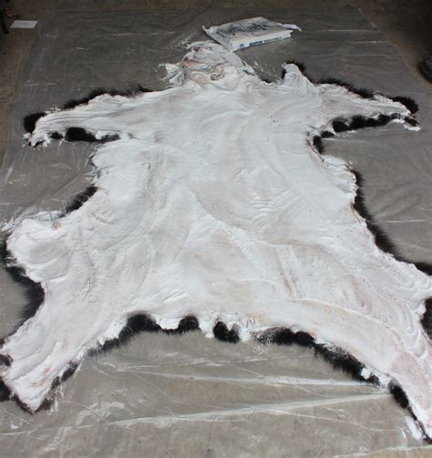 How to Flesh and Prepare Bear Hides for Tanning - wintechmobiles.com