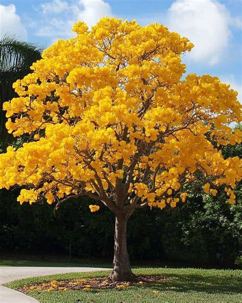 How to Get a Golden Trumpet Tree to Bloom - Greg App - raincitystudios.com