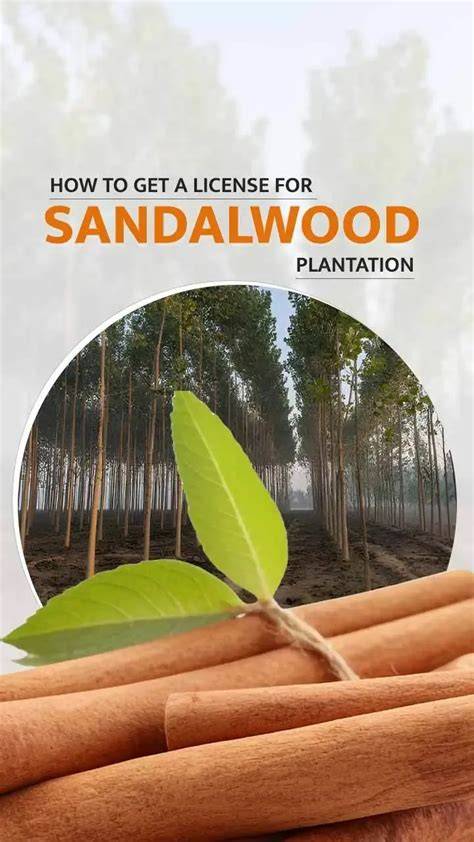 How to Get a Licence for Sandalwood Plantation: A … - raincitystudios.com