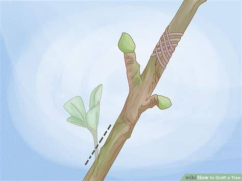 How to Graft a Tree: 5 Effective Techniques - wikiHow - raincitystudios.com