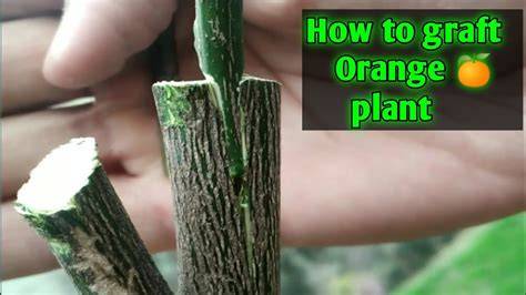 How to Graft an Orange Tree: A Step-by-Step Guide - raincitystudios.com