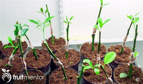 How to Graft and Root Citrus Cuttings in One Step - raincitystudios.com