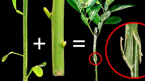 How To Graft Citrus Fruit Trees - raincitystudios.com