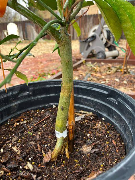 How to Graft Citrus - The Grantham Gardener - raincitystudios.com
