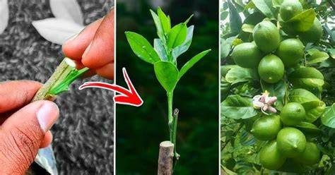 How to Graft Citrus Trees: A Simple and Effective Bud … - raincitystudios.com
