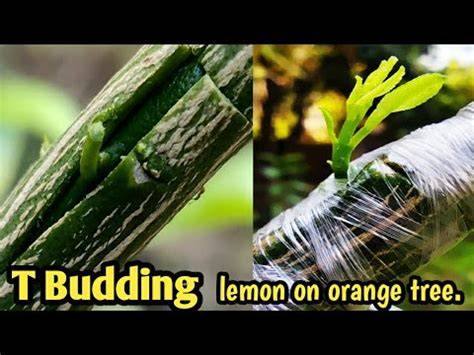 How to Graft Citrus Trees Using the Budding Method - raincitystudios.com