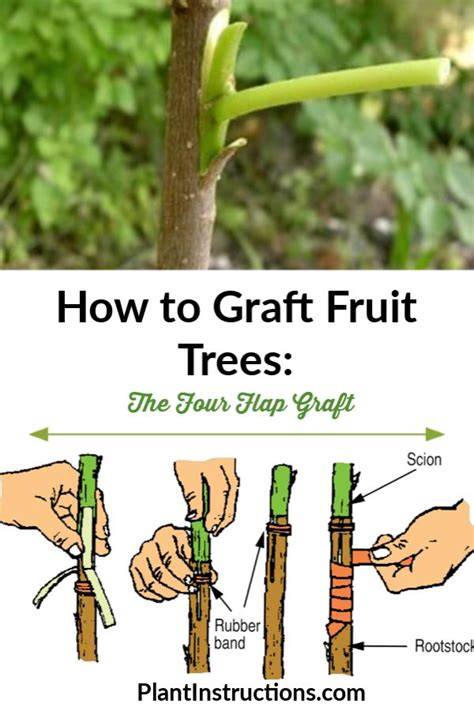 How To Graft Fruit Trees In Summer - raincitystudios.com