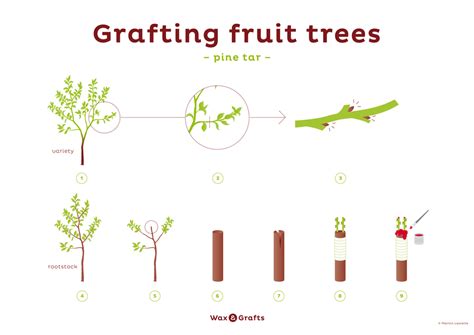 How to Graft Fruit Trees - Practical Self Reliance - raincitystudios.com