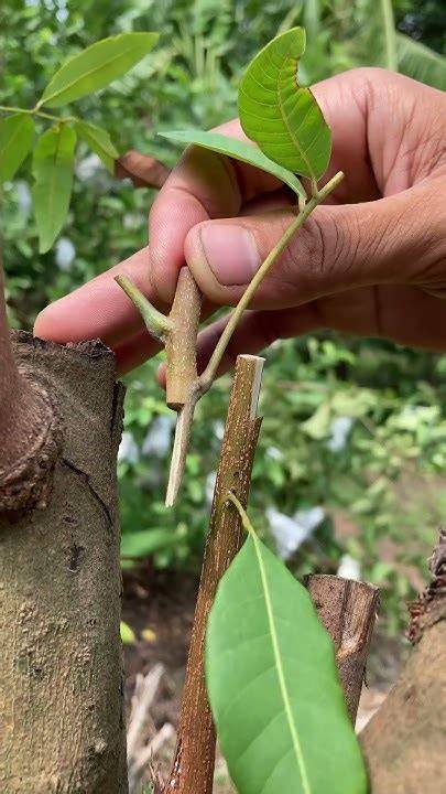 How to Graft Longan Seedlings for Beginners - raincitystudios.com