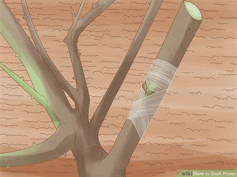 How to Graft Roses: 14 Steps (with Pictures) - wikiHow - raincitystudios.com