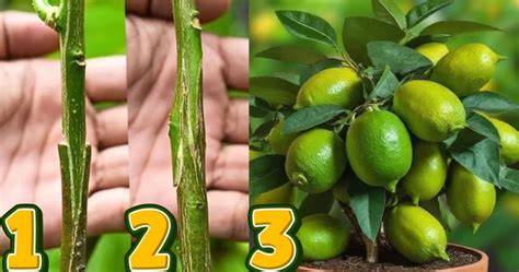 How To Graft The Citrus Trees - raincitystudios.com