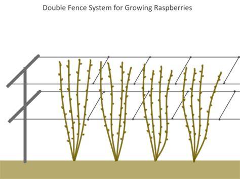 How to Grow, Prune and Propagate Raspberries - raincitystudios.com