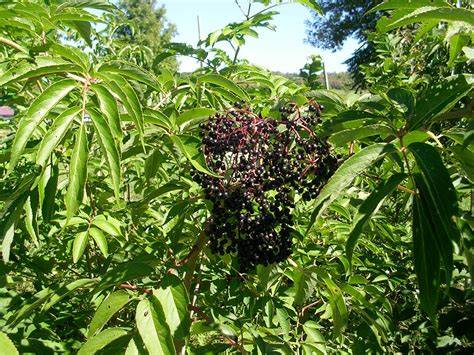 How to Grow: Edibles in Hedgerows - Gardening with … - raincitystudios.com