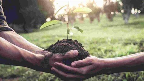 How to Grow a Forest in Your Backyard - Own The Yard - raincitystudios.com