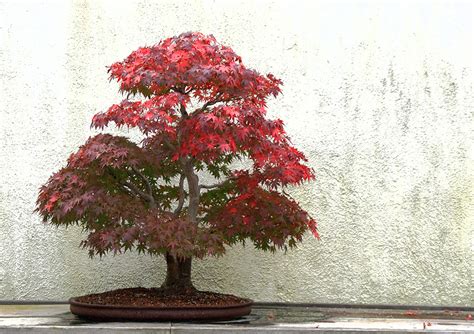 How to Grow a Japanese Maple Bonsai - Gardener’s Path - raincitystudios.com