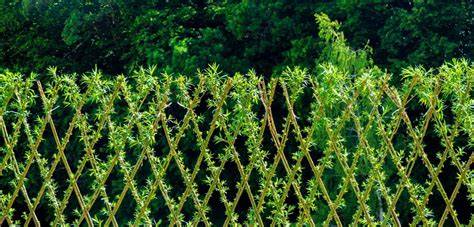 How to Grow a Living Fence - Mother Earth News - raincitystudios.com