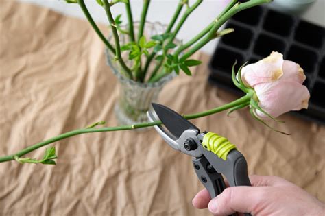 How to Grow a Rose From a Cutting - Mother Earth News - raincitystudios.com
