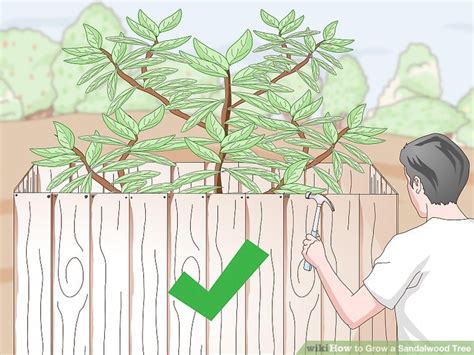 How to Grow a Sandalwood Tree - wikiHow - raincitystudios.com