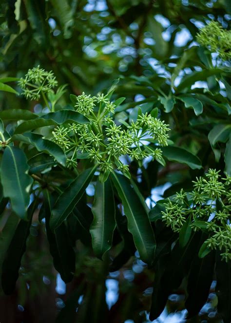 How To Grow Alstonia scholaris | EarthOne - raincitystudios.com