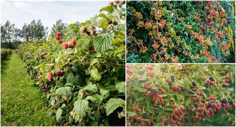 How To Grow An Edible Privacy Screen & 50+ Plants … - raincitystudios.com