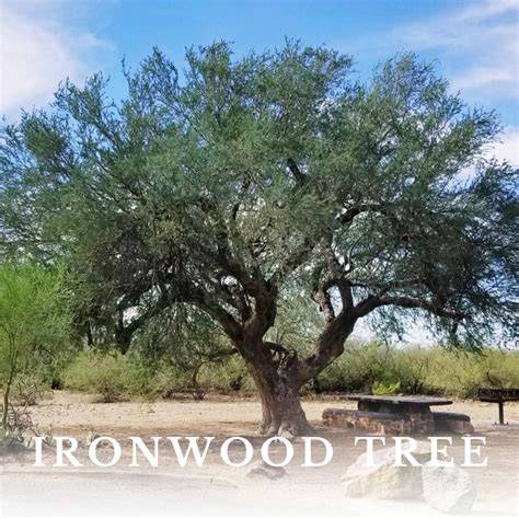 How to Grow an Ironwood Tree - Weekand - raincitystudios.com