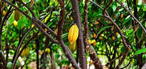 How to Grow and Care for a Cacao Tree - Biology Insights - raincitystudios.com