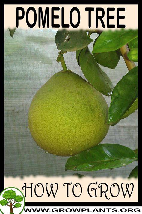How to Grow and Care for a Pomelo Tree - Biology Insights - raincitystudios.com
