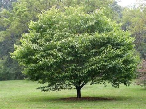 How to Grow and Care for American Hornbeam … - raincitystudios.com