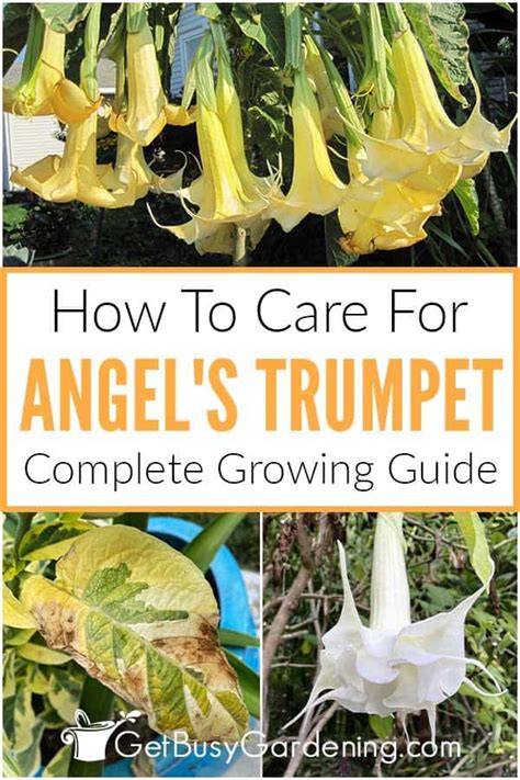 How To Grow And Care For Angel's Trumpet - raincitystudios.com