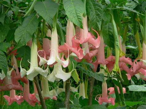 How to Grow and Care for Angel's Trumpets - raincitystudios.com