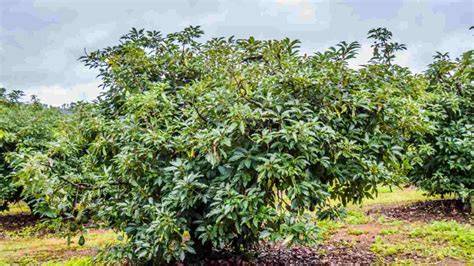 How to Grow and Care for Avocado Trees - Gardener's Path - raincitystudios.com