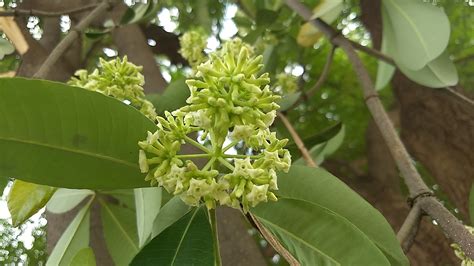 How to Grow and Care for Blackboard tree - PictureThis - raincitystudios.com