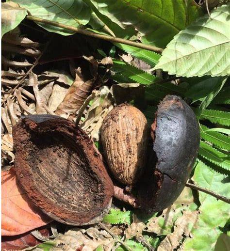 How to Grow and Care for Bornean ironwood - PictureThis - raincitystudios.com