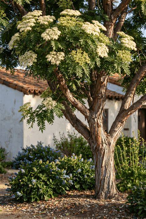 How to Grow and Care for Catalina ironwood - PictureThis - raincitystudios.com