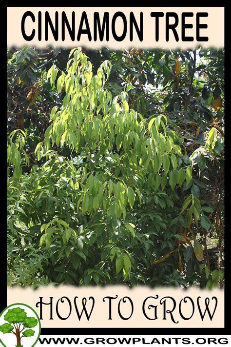 How to Grow and Care for Cinnamon Plants - MasterClass - raincitystudios.com