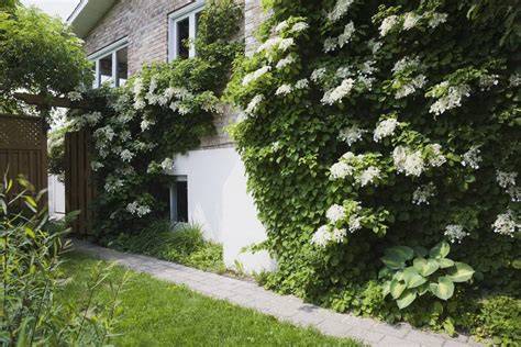 How to Grow and Care for Climbing Hydrangea - The Spruce - raincitystudios.com