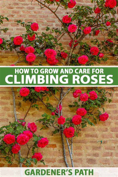 How To Grow And Care For Climbing Roses - Southern … - raincitystudios.com