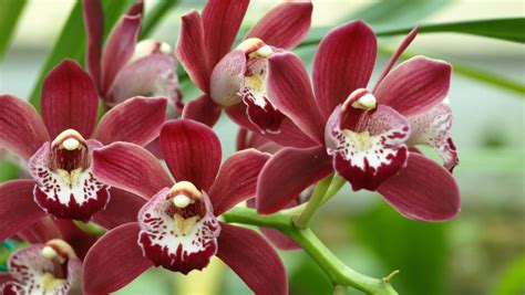 How to Grow and Care for Cymbidium Orchid (Boat Orchid) - raincitystudios.com