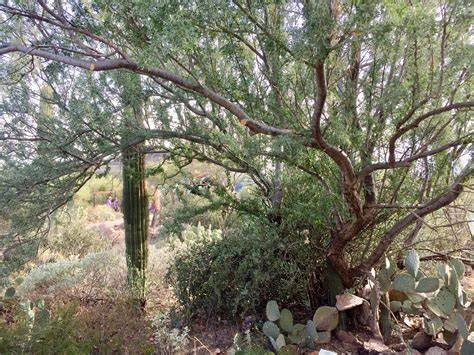 How to Grow and Care for Desert ironwood - PictureThis - raincitystudios.com