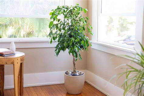 How to Grow and Care for Ficus Trees - The … - raincitystudios.com