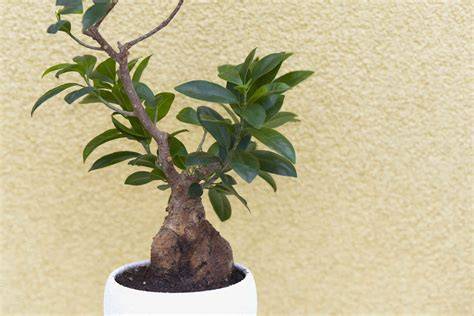 How to Grow and Care for Ginseng Ficus Bonsai - The … - raincitystudios.com