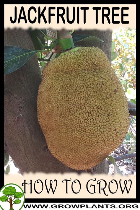 How to Grow and Care for Jackfruit Trees - The … - raincitystudios.com
