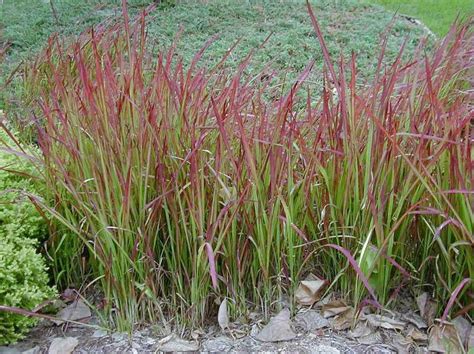 How to Grow and Care for Japanese Blood Grass - The Spruce - raincitystudios.com