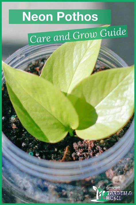 How to Grow and Care for Neon Pothos - The Spruce - muktibox.com