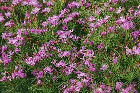 How to Grow and Care for New York Ironweed - raincitystudios.com