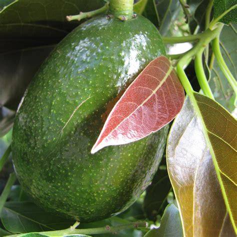 How to Grow and Care for Persea - Avocado - raincitystudios.com