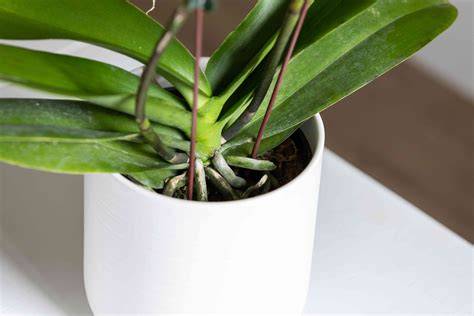How to Grow and Care for Phalaenopsis Orchids Indoors - raincitystudios.com
