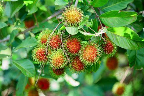 How to Grow and Care for Rambutan Plant Like a Pro - raincitystudios.com
