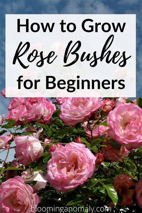 How to Grow and Care for Rose Bushes - The … - raincitystudios.com